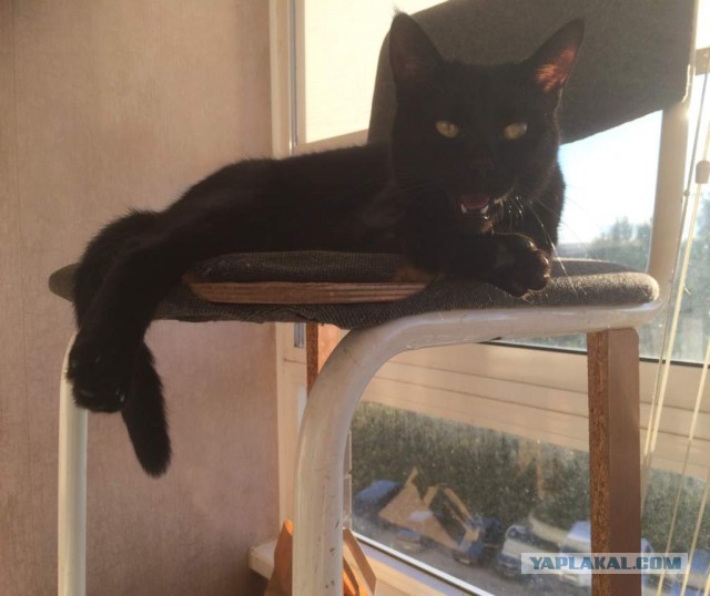 Котовторник 25.08.2015