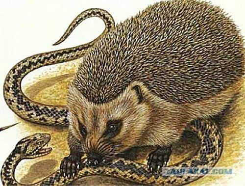 Пьяный ёж в деле