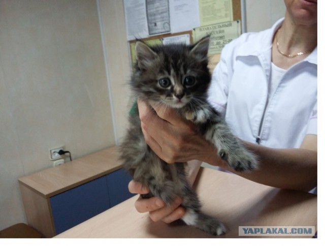 Котовторник