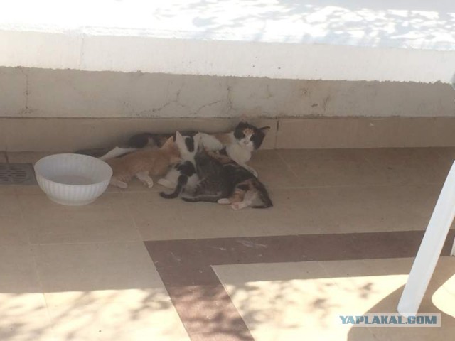 Дикий котовторник