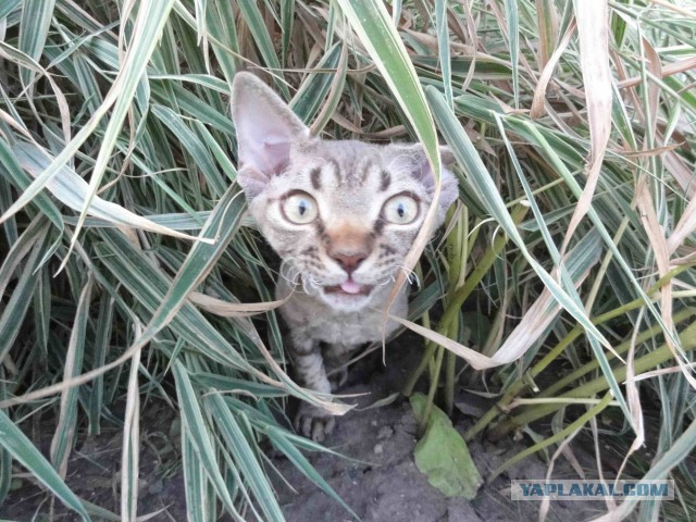 Котовторник 29-09-2015,
