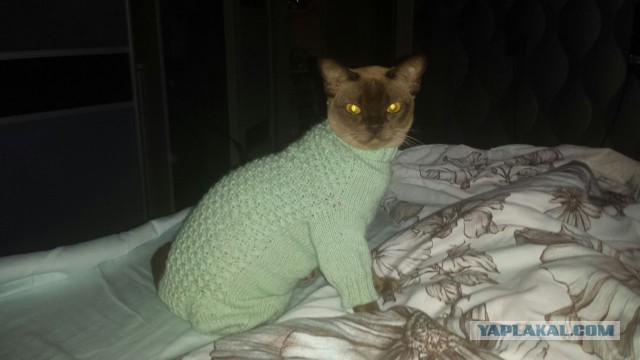Котовторник 17.11.2015