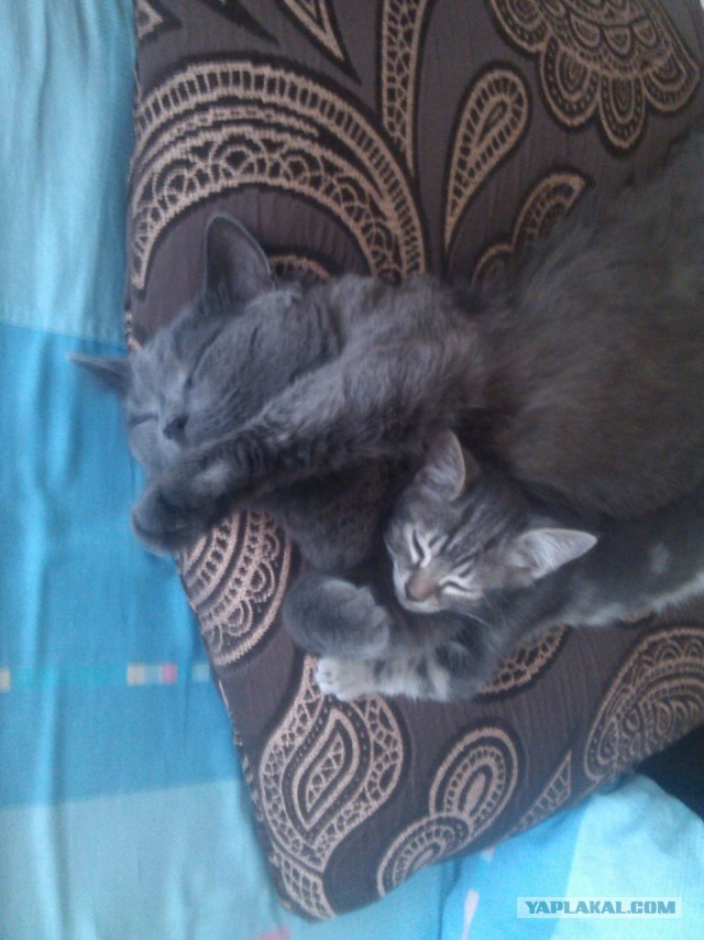 Котовторник 17.11.2015
