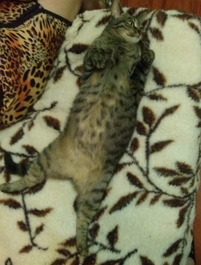 Котовторник