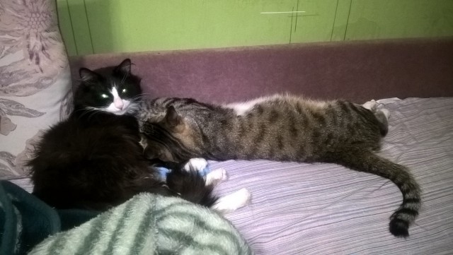 Котовторник 15.03