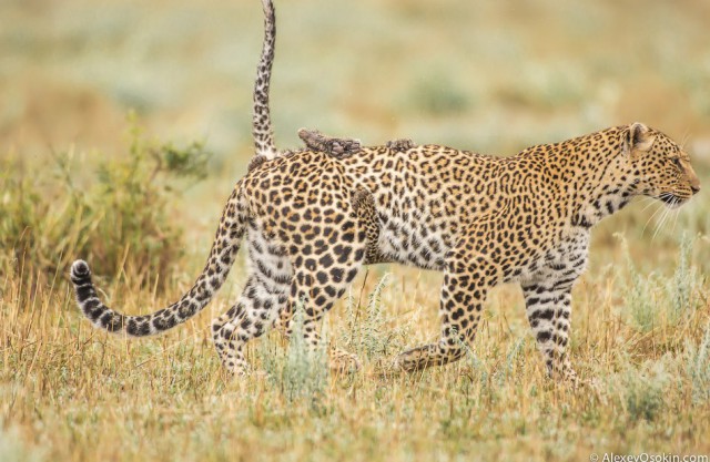 Леопардик Поли