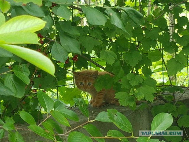 Котовторник 26.07 2016