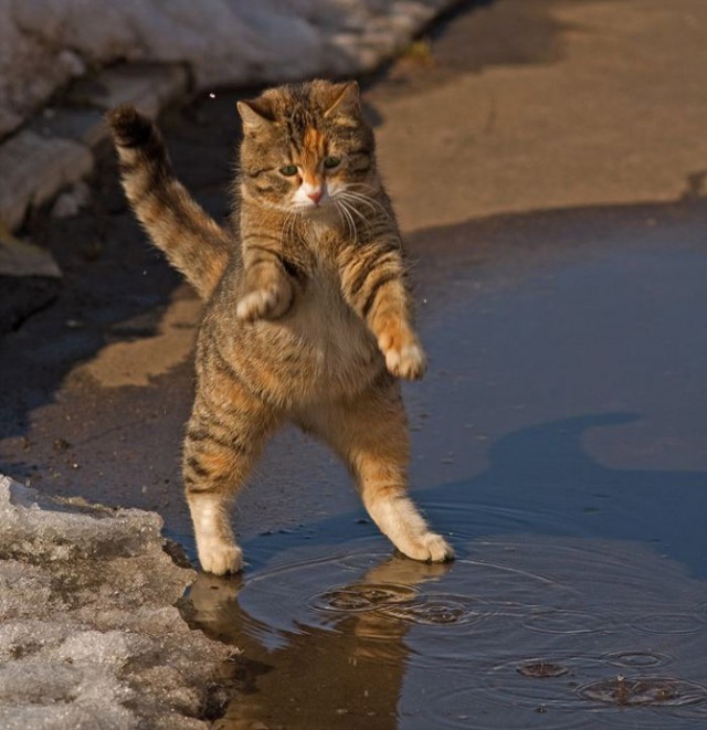 Коты из сети