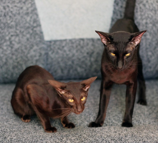 Кот грузинский
