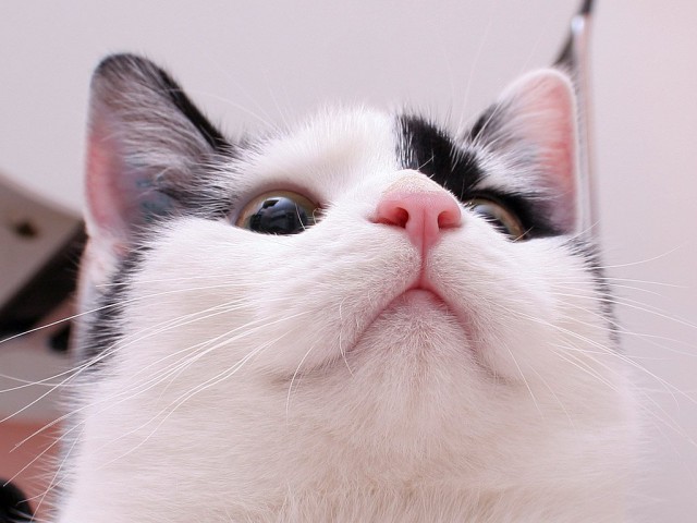 Коты из сети