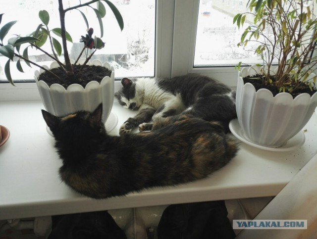 Коты и Кошки
