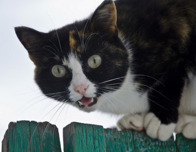 Котовторник