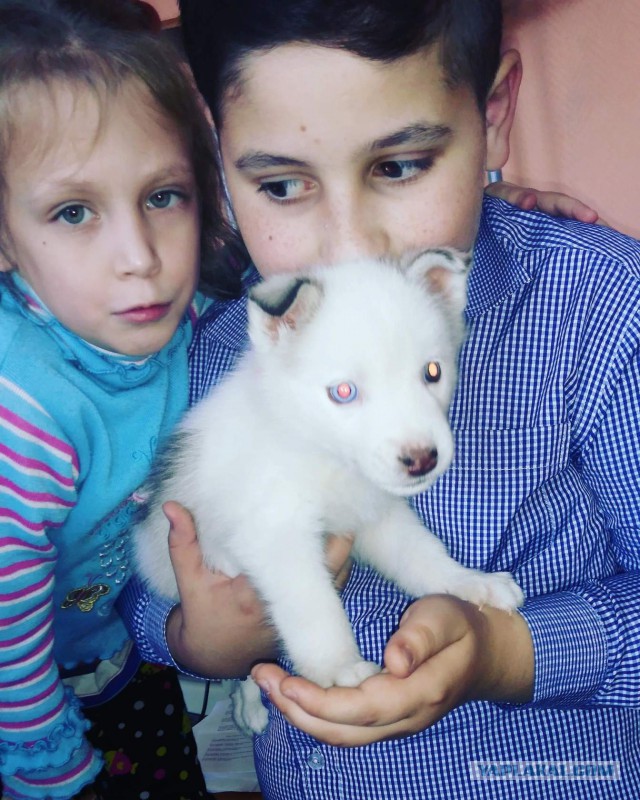 Собако-Четверг же..