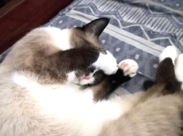 Котовторник 9.01.2018