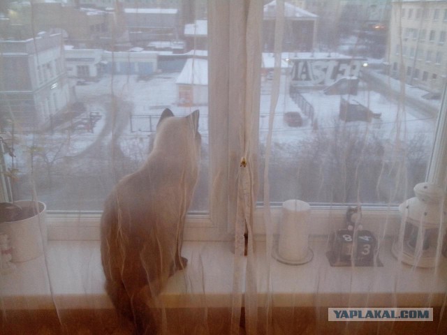 Котовторник 13.03.2018