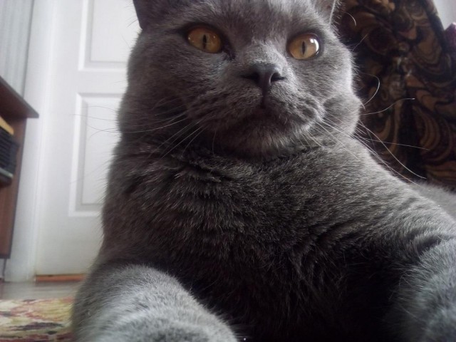 А не открыть бы нам котовторник 03.04.2018