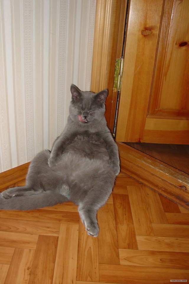 Эй! Ну погладь котика! Погладь кота