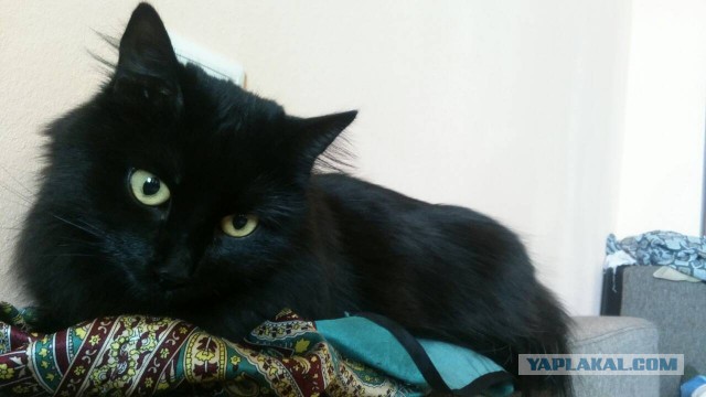 Показал вчера своему коту оптические иллюзии