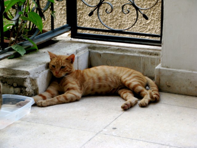 Котовторник в Египте