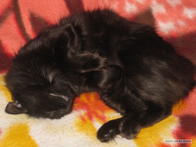 КОТовторник 13.04.2010г.
