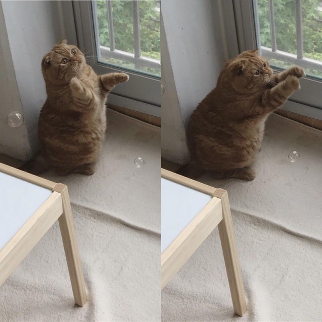 Прикольных котов пост