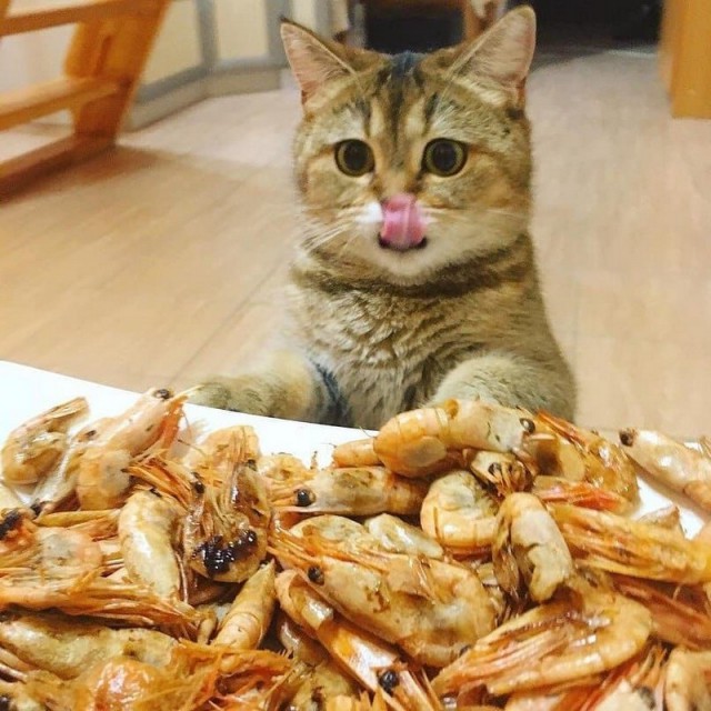 Прикольных котов пост