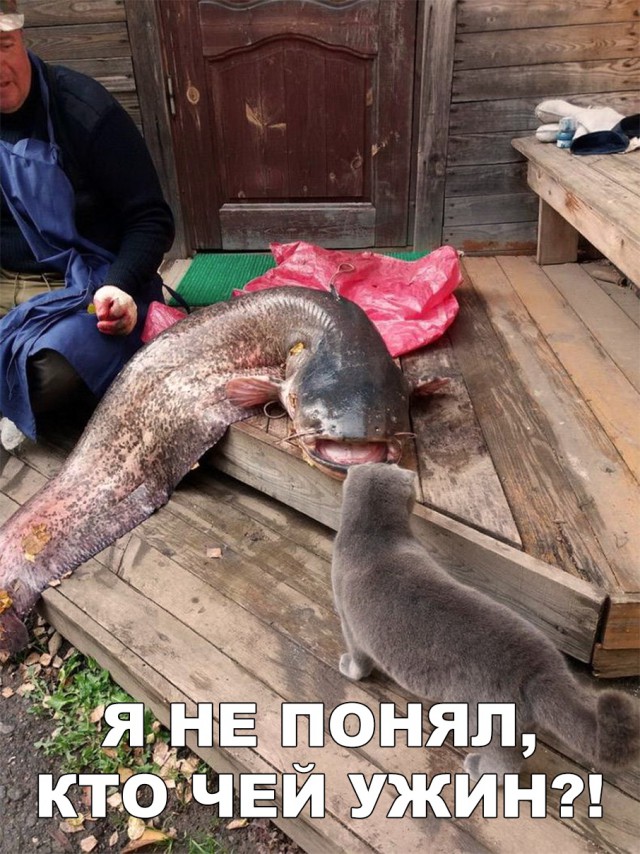 Нестандартный юмор