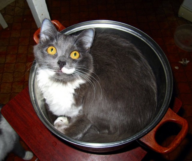 Сонный Котовторник