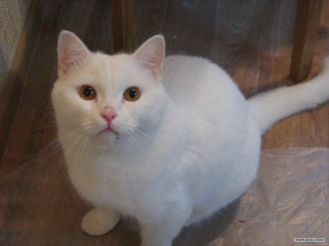 Профессиональный котовторник