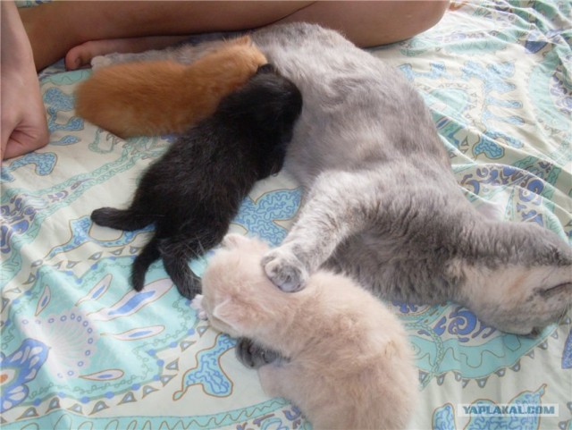 Первый котовторник октября
