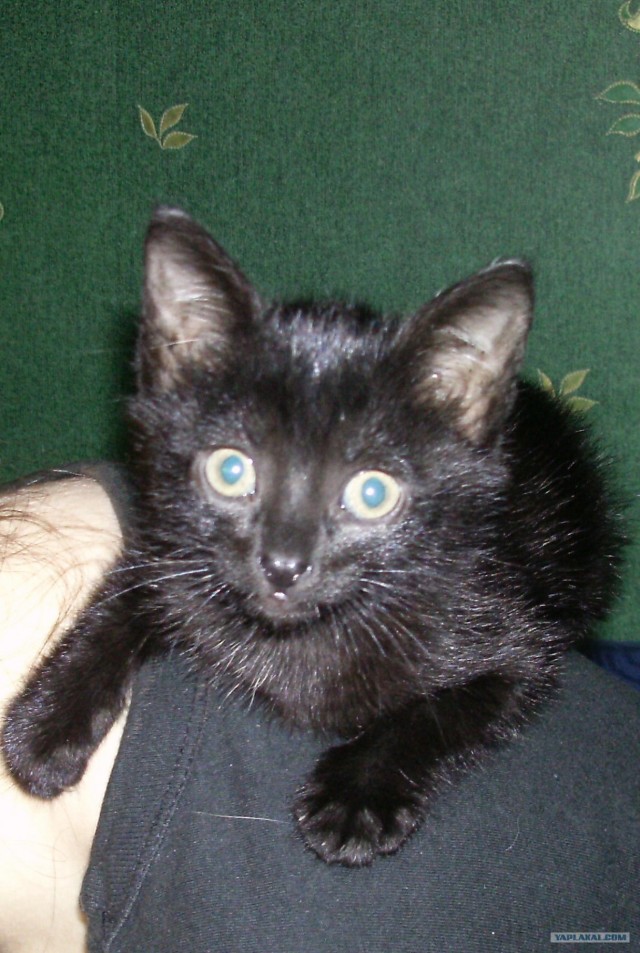 Котовторник (10.01.2012)