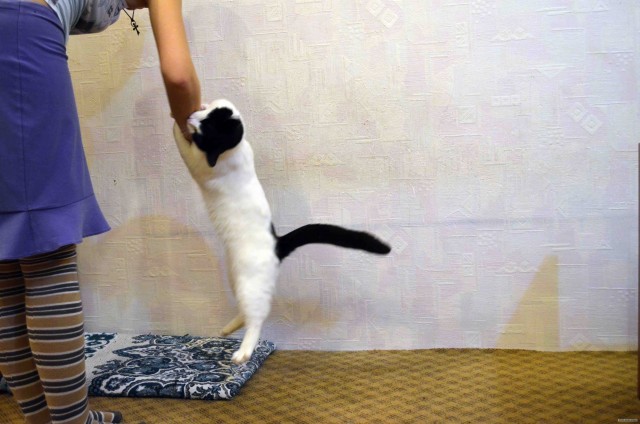 Котовторник (24. 01. 2012 )