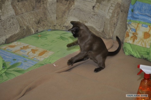 Котовторник (14.02.2012)