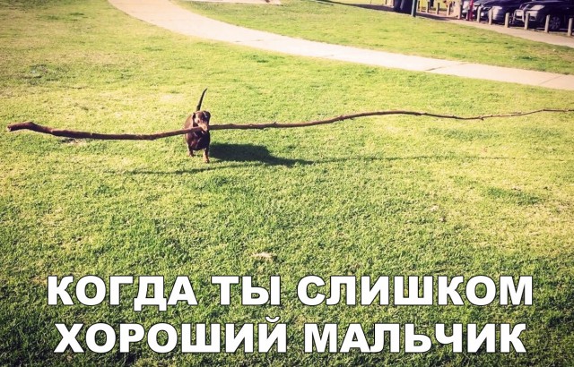 Милые животные. Мимиметр сломался