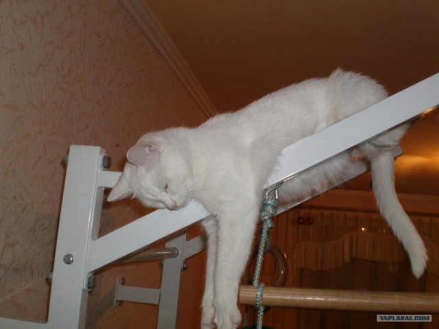 КОТОВТОРНИК (6.03.2012)