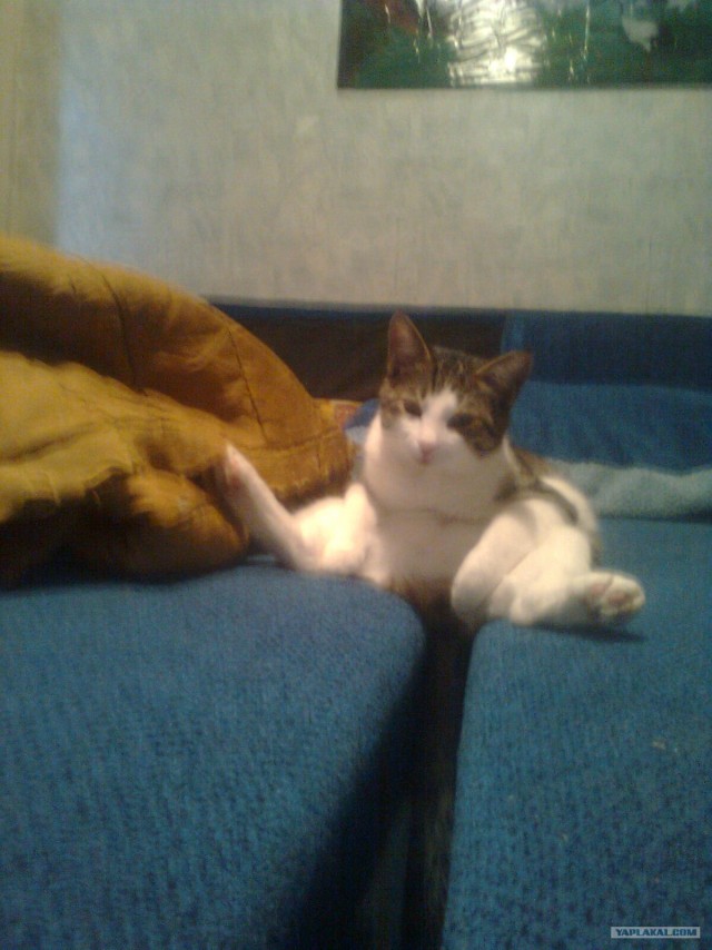 Котовторник! 13.03.2012