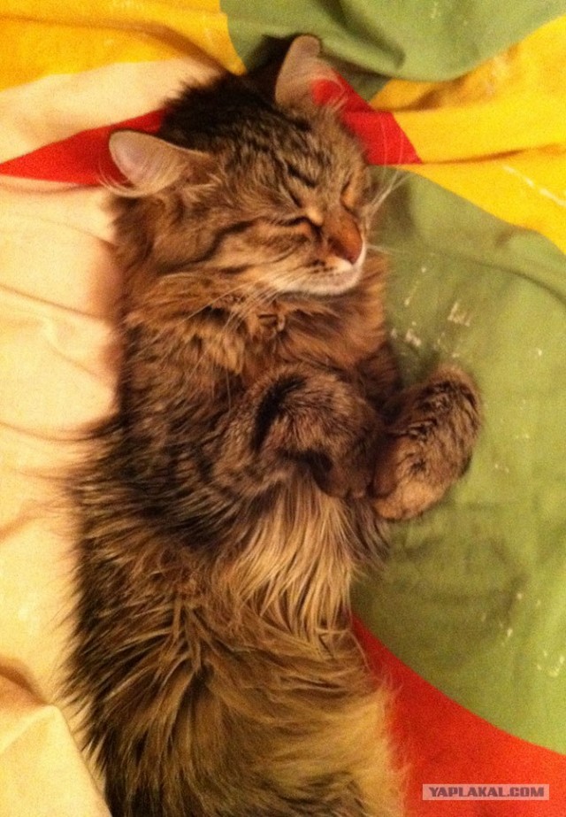 Котовторник 1 мая 2012