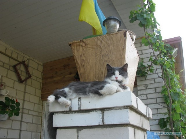 Котовторник на 26.06.12
