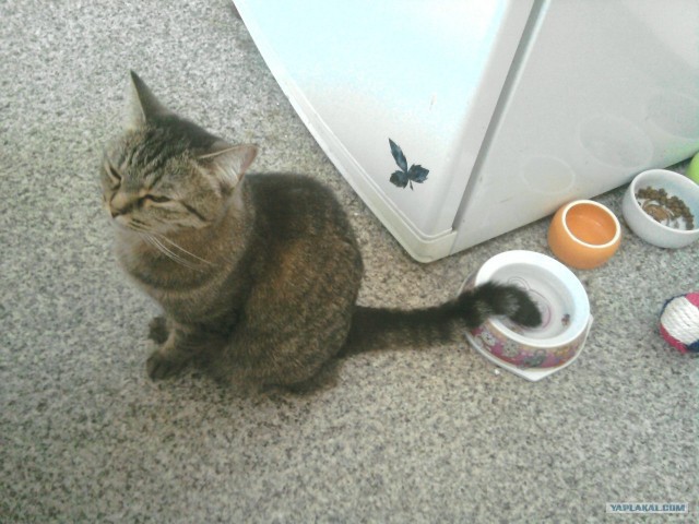 Котовторник 07.08.2012