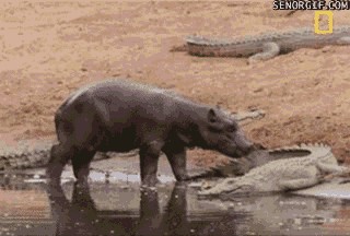 Ням-ням, вкусный крокодил!