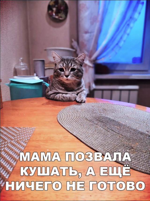 Забавные фото котеек