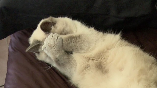 Забавные фото котеек