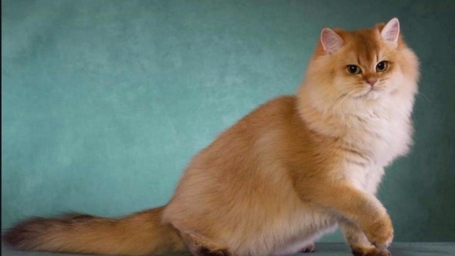 Забавные картинки с котами из сети