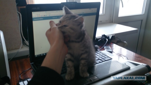 Кошки и компьютеры