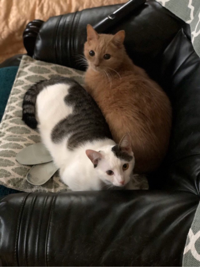 Давайте по котикам, которые с нами на самоизоляции