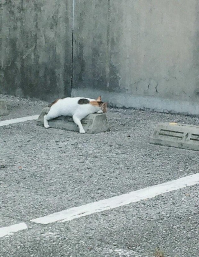 Эти забавные животные