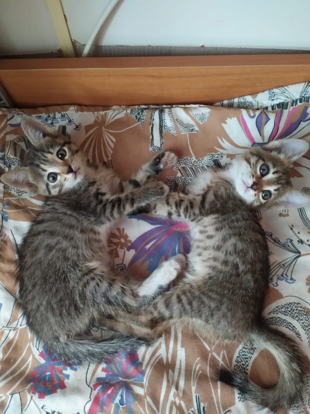Эти забавные животные