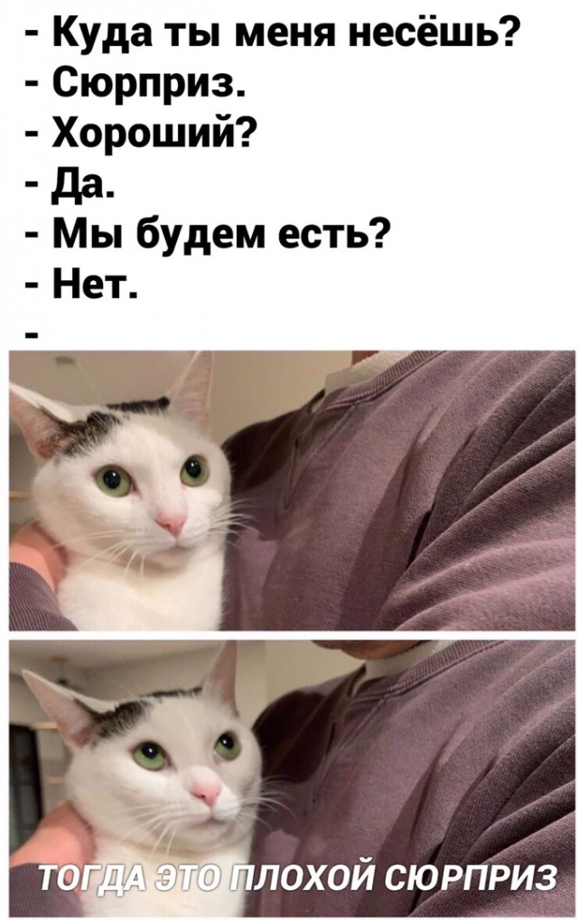 Про котикоф