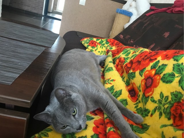 В постели с котом