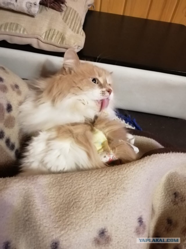 Котовторнику быть!